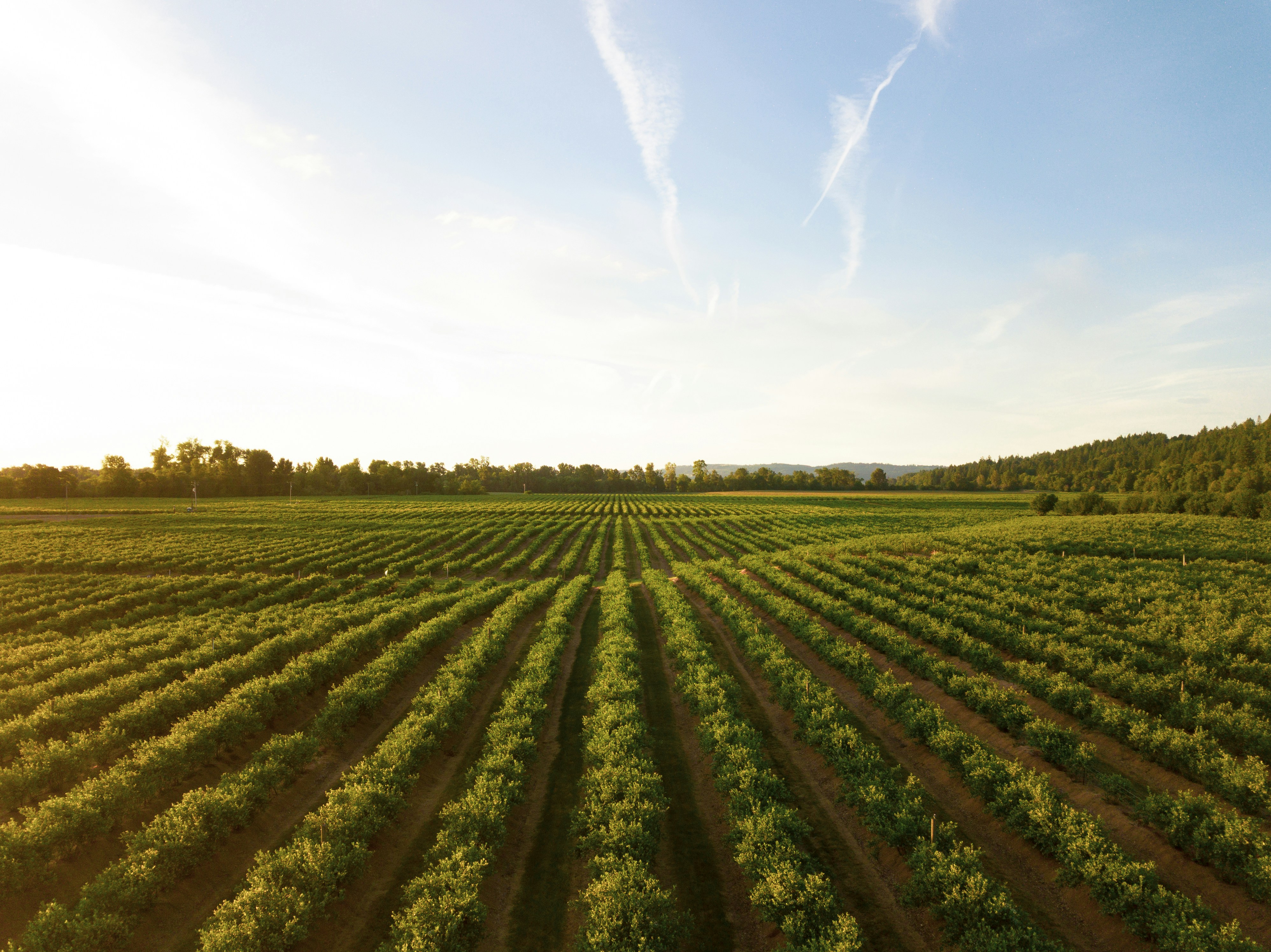 Green farm field with rows of crops under a bright sky